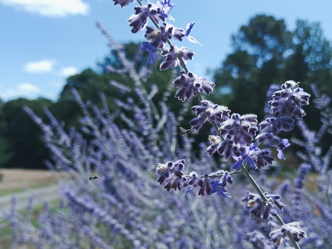 Photo Lavender buds